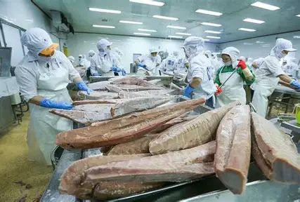 Hình ảnh minh họa bài viết: USFDA sẽ tăng cường kiểm tra kiểm soát đối với Cá ngừ nhập khẩu trong thời gian sắp tới