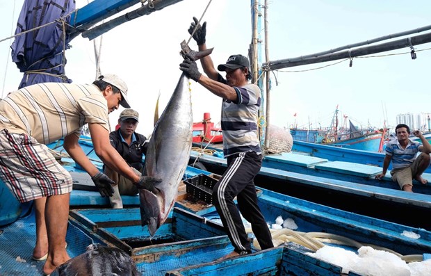 Hình ảnh minh họa bài viết: Mùa trăng tháng 3 âm lịch của bà con ngư dân Cá Ngừ đại dương Khánh Hoà