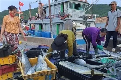 Hình ảnh minh họa bài viết: BỀN VỮNG TRONG NGHỀ KHAI THÁC CÁ NGỪ